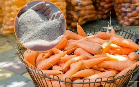 Pomyśl o piasku jako o sposobie, jak przechowywać marchew. W koszu świeże marchewki czekają na zimę.