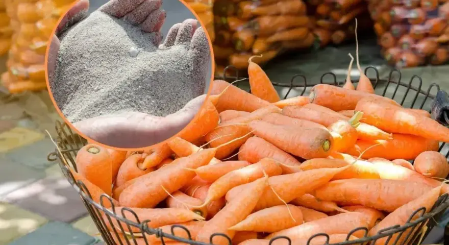 Pomyśl o piasku jako o sposobie, jak przechowywać marchew. W koszu świeże marchewki czekają na zimę.